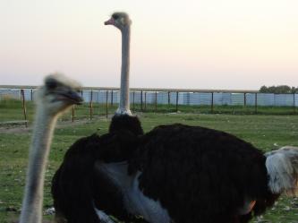 Настоящие африканские страусы, cтраусиная ферма